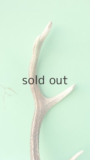 画像3: デコール用二ホンジカの角mini・小鹿