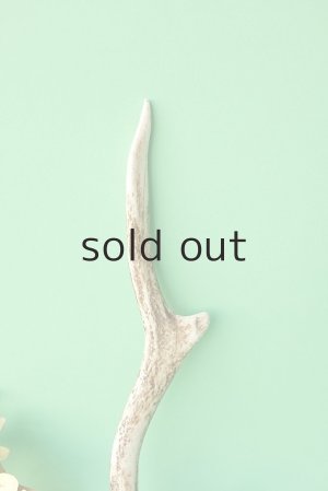 画像3: デコール用二ホンジカの角mini・小鹿