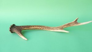 画像5: デコール用二ホンジカの角mini・小鹿