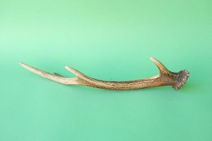 画像5: デコール用二ホンジカの角mini・小鹿