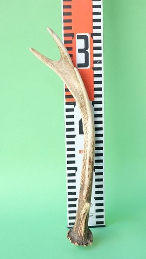 画像7: デコール用二ホンジカの角mini・小鹿