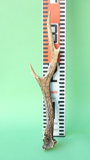 画像7: デコール用二ホンジカの角mini・小鹿