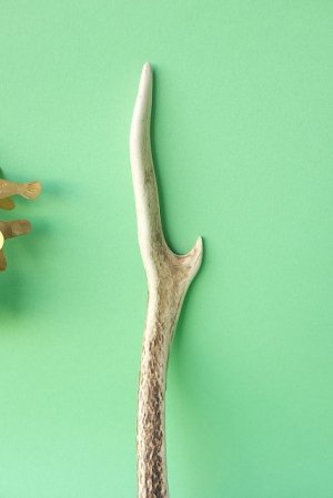 画像3: デコール用二ホンジカの角mini・小鹿