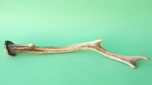 画像4: デコール用二ホンジカの角mini・小鹿