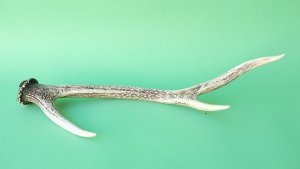 画像5: デコール用二ホンジカの角mini・小鹿