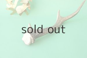 画像6: デコール用二ホンジカの角mini・小鹿