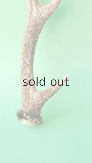 画像2: デコール用二ホンジカの角mini・小鹿