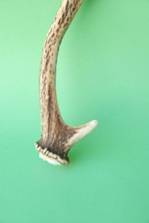 画像2: デコール用二ホンジカの角mini・小鹿
