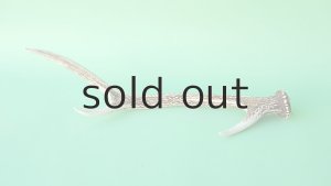 画像4: デコール用二ホンジカの角mini・小鹿