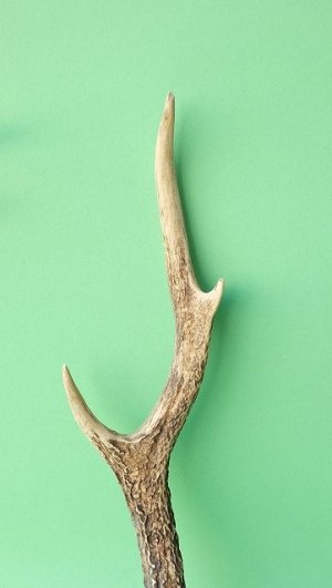 画像3: デコール用二ホンジカの角mini・小鹿