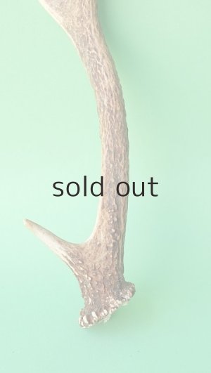 画像2: デコール用二ホンジカの角mini・小鹿