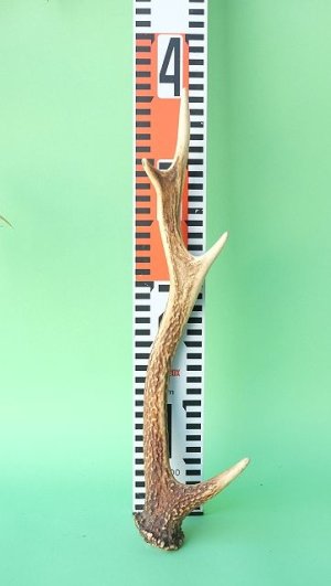 画像7: デコール用二ホンジカの角mini・小鹿