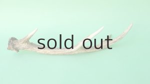 画像4: デコール用二ホンジカの角mini・小鹿