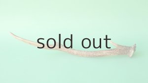 画像4: デコール用二ホンジカの角mini・小鹿