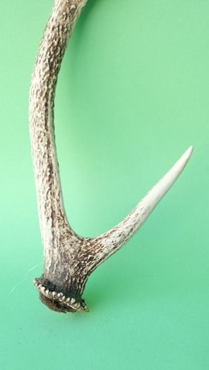 画像2: デコール用二ホンジカの角mini・小鹿