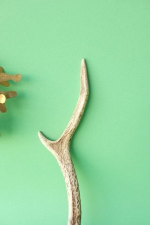 画像3: デコール用二ホンジカの角mini・小鹿