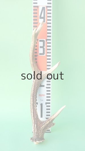 画像7: デコール用二ホンジカの角mini・小鹿