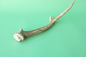 画像6: デコール用二ホンジカの角mini・小鹿