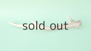 画像4: デコール用二ホンジカの角mini・小鹿