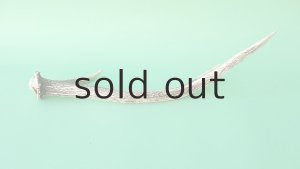 画像5: デコール用二ホンジカの角mini・小鹿