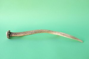 画像5: デコール用二ホンジカの角mini・小鹿