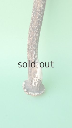 画像2: デコール用二ホンジカの角mini・小鹿