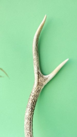 画像3: デコール用二ホンジカの角mini・小鹿