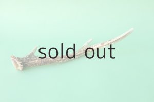 画像4: デコール用二ホンジカの角mini・小鹿