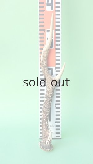 画像7: デコール用二ホンジカの角mini・小鹿