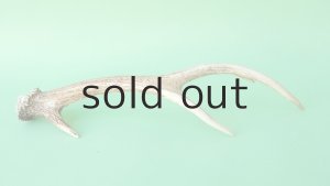 画像5: デコール用二ホンジカの角mini・小鹿