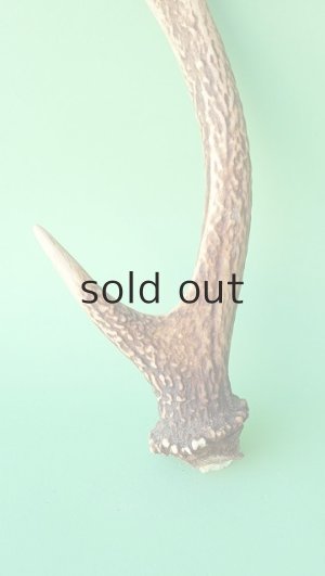 画像2: デコール用二ホンジカの角mini・小鹿