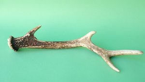 画像5: デコール用二ホンジカの角mini・小鹿