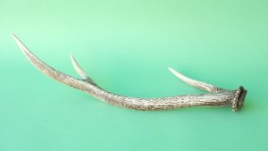 画像4: デコール用二ホンジカの角mini・小鹿