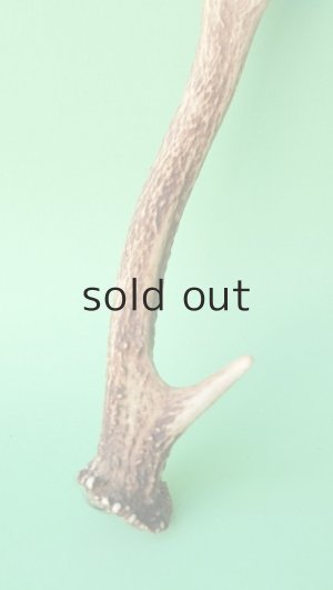 画像2: デコール用二ホンジカの角mini・小鹿