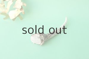 画像4: デコール用二ホンジカの角mini・小鹿（チャーム用）