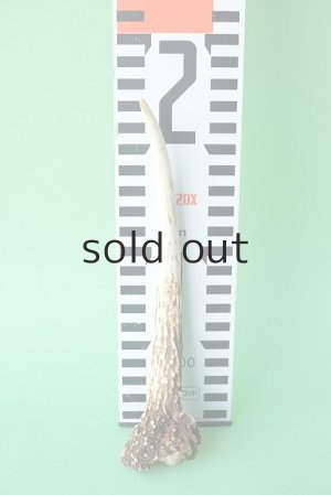 画像5: デコール用二ホンジカの角mini・小鹿（チャーム用）