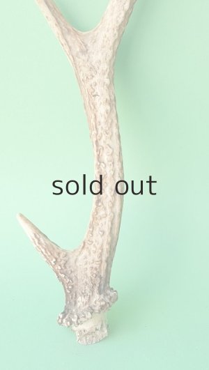 画像2: デコール用二ホンジカの角mini・小鹿