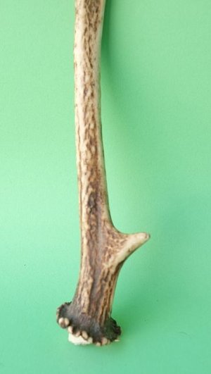 画像2: デコール用二ホンジカの角mini・小鹿