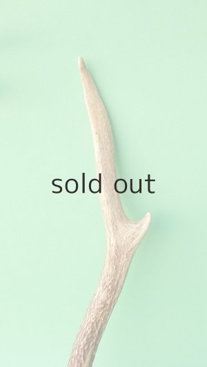 画像3: デコール用二ホンジカの角mini・小鹿