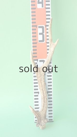 画像7: デコール用二ホンジカの角mini・小鹿