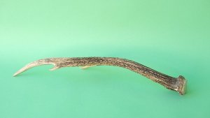 画像5: デコール用二ホンジカの角mini・小鹿