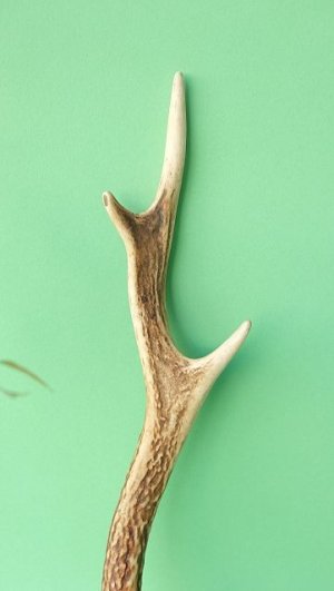 画像3: デコール用二ホンジカの角mini・小鹿