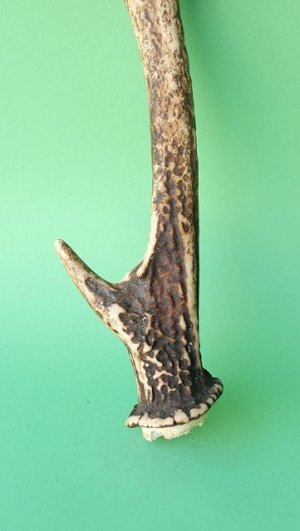 画像2: デコール用二ホンジカの角mini・小鹿