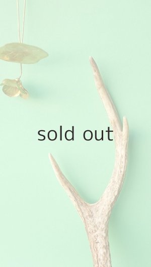 画像3: デコール用二ホンジカの角mini・小鹿