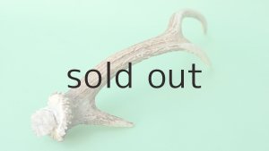 画像6: デコール用二ホンジカの角mini・小鹿