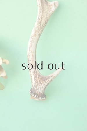 画像2: デコール用二ホンジカの角mini・小鹿