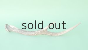 画像5: デコール用二ホンジカの角mini・小鹿