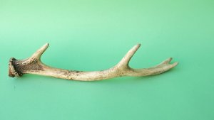 画像5: デコール用二ホンジカの角mini・小鹿