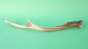 画像5: デコール用二ホンジカの角mini・小鹿