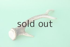 画像6: デコール用二ホンジカの角mini・小鹿